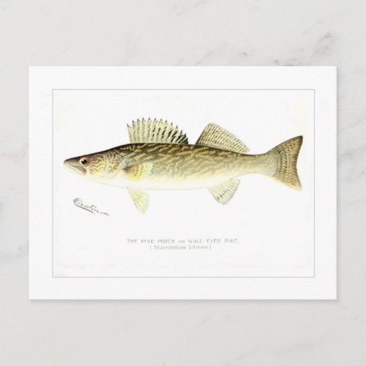 Carte Postale Sandre Ou Pike Mur-eyed (Devant)