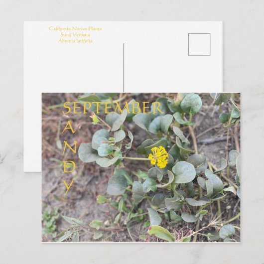 CARTE POSTALE SANDY SEPTEMBRE (Devant / Derrière)