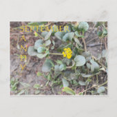 CARTE POSTALE SANDY SEPTEMBRE (Devant)