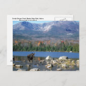 Carte postale Sandy Stream Pond (Devant / Derrière)