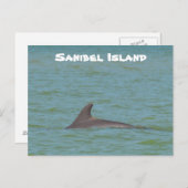 Carte Postale Sanibel Dolphin (Devant / Derrière)