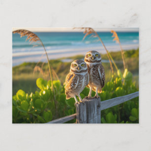 Carte Postale Sanibel Island Florida couple de chouette bractée