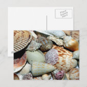 Carte Postale Sanibel Island Florida Shells (Devant / Derrière)