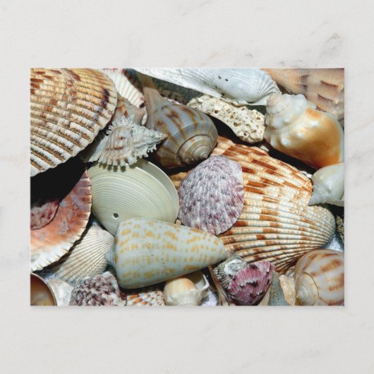 Carte Postale Sanibel Island Florida Shells (Devant)
