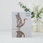 Carte postale Sanibel Reddish Egret (Debout devant)