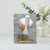 Carte postale Sanibel Roseate Spoonbill (Debout devant)