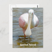 Carte postale Sanibel Roseate Spoonbill (Devant / Derrière)