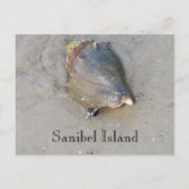 Carte Postale Sanibel Shell (Devant)