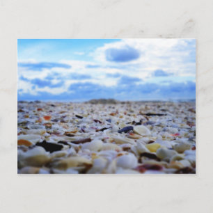 Carte Postale Sanibel Shells