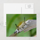 Carte postale sans titre (Devant / Derrière)