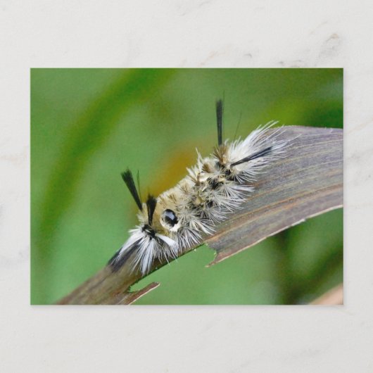 Carte postale sans titre (Devant)