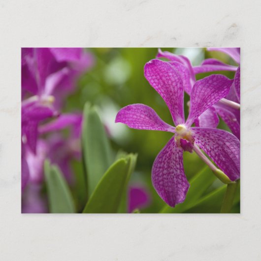 Carte Postale Sanskrit de Singapour pour Lion City). National (Devant)