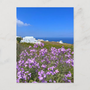 Carte Postale Santorin Grèce Bâtiment blanc Violet Fleur sauvage