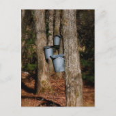 Carte Postale Sap Bucks (Devant)