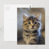 Carte Postale Sapphire (Devant / Derrière)