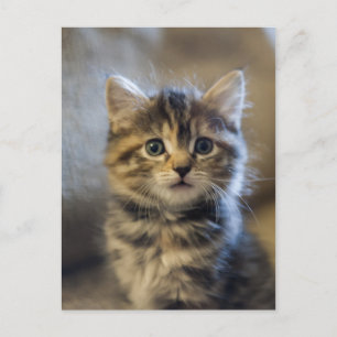 Carte Postale Sapphire