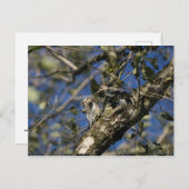 Carte postale Sapsucker (Devant / Derrière)