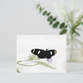 Carte postale Sara (Debout devant)