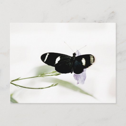 Carte postale Sara (Devant)