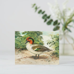 Carte Postale Sarcelle à ailes vertes