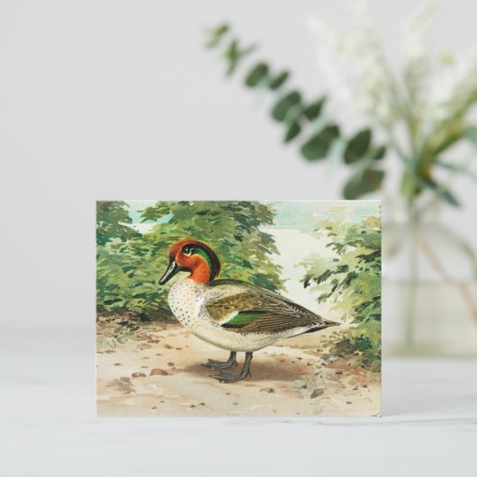 Carte Postale Sarcelle à ailes vertes (Debout devant)