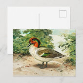 Carte Postale Sarcelle à ailes vertes (Devant / Derrière)