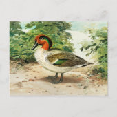 Carte Postale Sarcelle à ailes vertes (Devant)