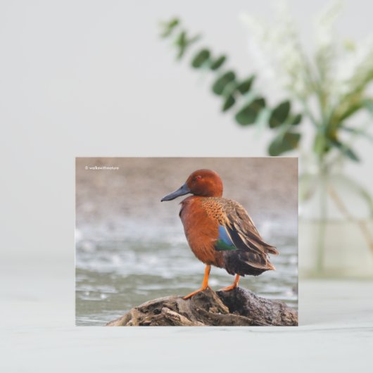 Carte Postale Sarcelle cannelle se retourne (Debout devant)