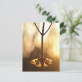 Carte Postale Sardaigne (Debout devant)