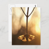 Carte Postale Sardaigne (Devant / Derrière)