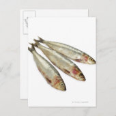 Carte Postale Sardines (Pilards) (Devant / Derrière)