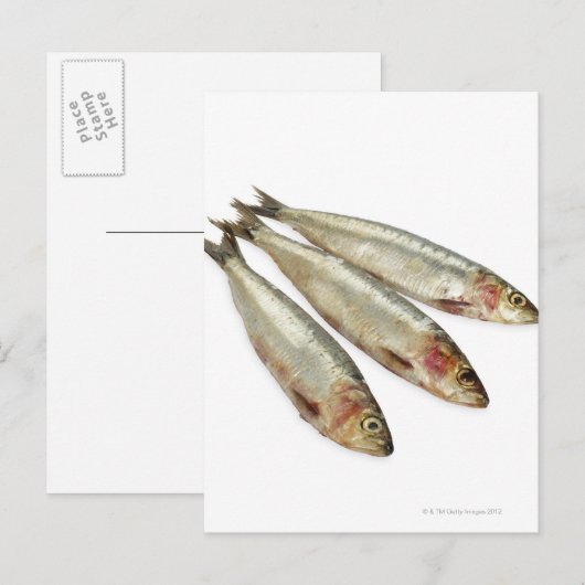 Carte Postale Sardines (Pilards) (Devant / Derrière)