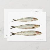 Carte Postale Sardines (Pilards) 2 (Devant / Derrière)