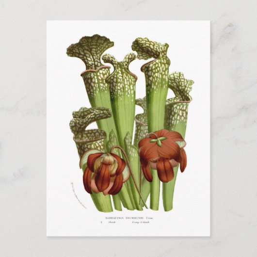 Carte Postale Sarracenia drummundi (Devant)