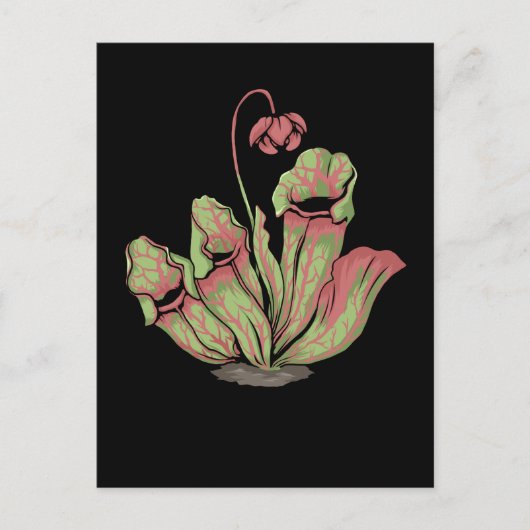 Carte Postale Sarracenia Plante Carnivore (Devant)