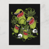 Sarracenia Plantes carnivores