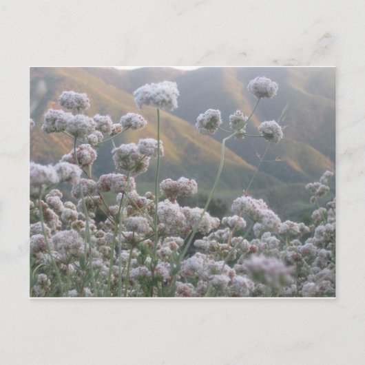 Carte Postale Sarrasin de Californie (Devant)