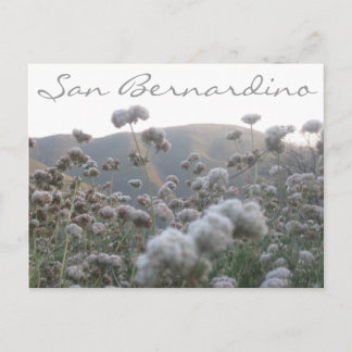 Carte Postale Sarrasin de Californie