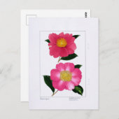 Carte Postale Sasanqua Plate: Asahinoumi & Godaishu (Devant / Derrière)