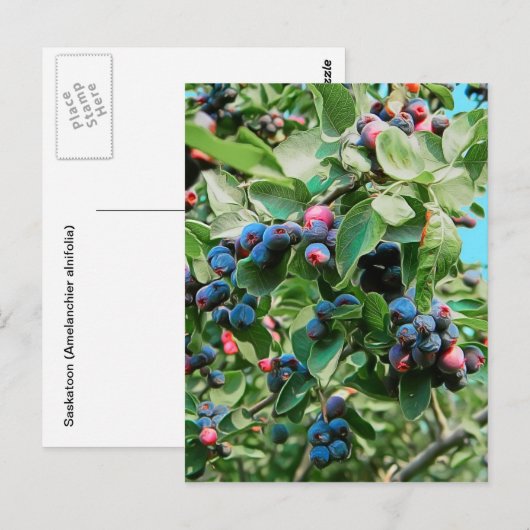 Carte Postale Saskatoon (Devant / Derrière)