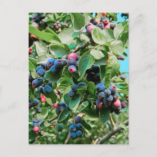 Carte Postale Saskatoon (Devant)