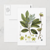 Carte Postale Sassafras officinale (Devant / Derrière)