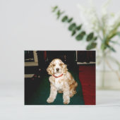 Carte Postale sassy (Debout devant)