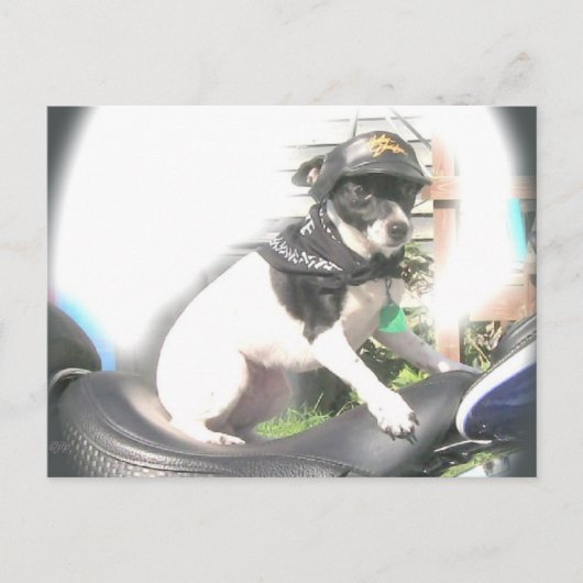 Carte Postale Sassy Biker Rat Terrier Babe (Devant)