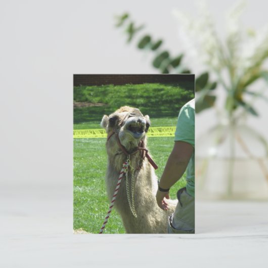 Carte Postale Sassy Camel (Debout devant)