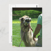 Carte Postale Sassy Camel (Devant / Derrière)