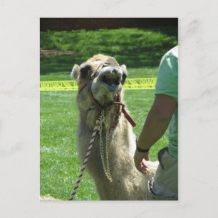 Carte Postale Sassy Camel