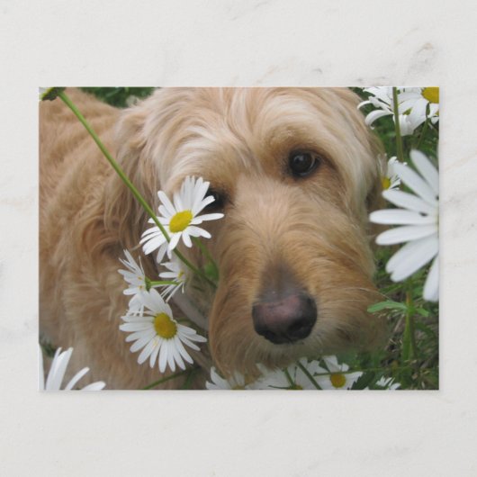 Carte Postale Sassy Girl (Devant)