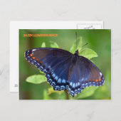 CARTE POSTALE SATIN LUMINESCENCE (Devant / Derrière)