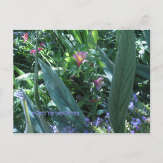 Carte Postale s'attendre à l'inattendu